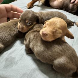 Dachshund Puppies from Johnson’s Weiner Farm
