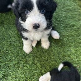 Aussiedoodle Puppies from Penny’s Pals