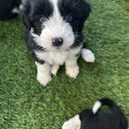 Aussiedoodle Puppies from Penny’s Pals