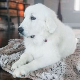 Ivory - Great Pyrenees