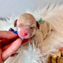 Mozzarella - Cream female Cockapoo puppy in Denver, Pennsylvania from Greenview Puppies