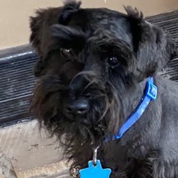 Border Collies and Miniature Schnauzers from Circle R Sidney