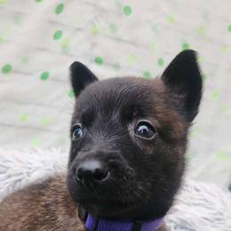 Purple - Fawn sable female Belgian Malinois puppy in Boise, Idaho from Wings of Freedom Retrievers and Malinois