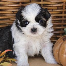Sylvie - Brown and white female Shichon puppy in Pennsylvania from Manor Hills Shih Tzus