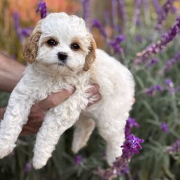 Charlotte - Parti female Poodle puppy in California from Tinkerpups