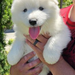 Samoyed Puppies from Rocky Mountain Samoyeds