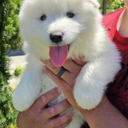 Samoyed Puppies from Rocky Mountain Samoyeds