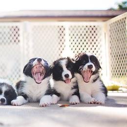 Border Collie Puppies from Top Notch Border Collies