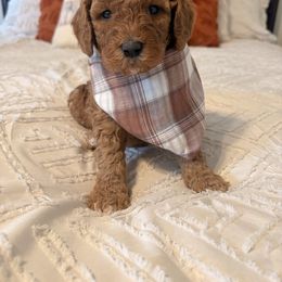 Teddy - Red  male Goldendoodle puppy in Sallisaw, Oklahoma from Huddle Puppies