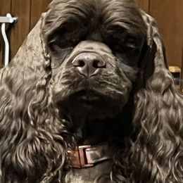 Cocker Spaniels from Camelot