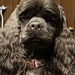 Cocker Spaniels from Camelot