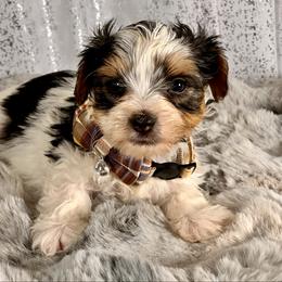 Gus - Parti male Yorkshire Terrier puppy in Denver, Colorado from Melrey's paws