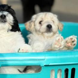 Australian Labradoodles, Australian Shepherds, Goldendoodles, and Labrador Retrievers from FitzGerald Kennels