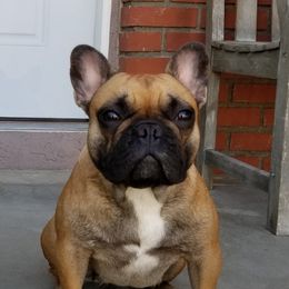Coco - French Bulldog