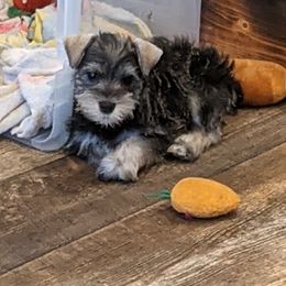 Miniature Schnauzer Puppies from A'Lord Miniature Schnauzer