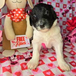 Teal collar - Black and white female Bernedoodle puppy in Mckenzie, Tennessee from Small Town Doodles & Poodles