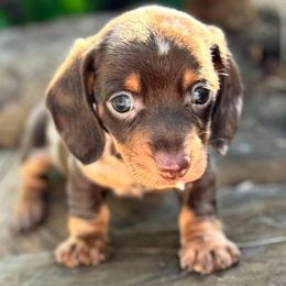 Dachshunds, French Bulldogs, and Siberian Huskies from KDKs Siberian Huskies