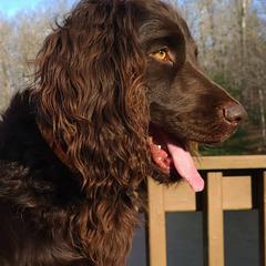 Boykin Spaniel All Grown Up from Cavern Kennels