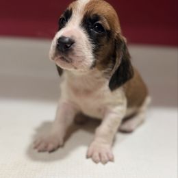 Steve - Mahogany and white male Basset Hound puppy in Inman, Nebraska from Sandhill Hounds of Nebraska