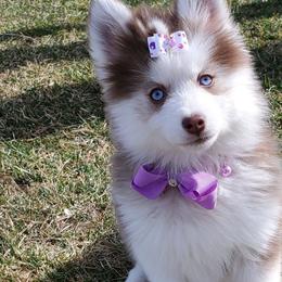 Pomskies from My Pomsky Palace