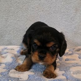 Milton - Black and tan male Cavalier King Charles Spaniel puppy in Pennsylvania from Julie's Cavalier King Charles Spaniels
