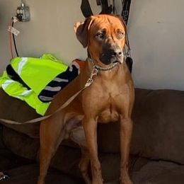 Rhodesian Ridgeback All Grown Up from Stoneridge Ridgebacks