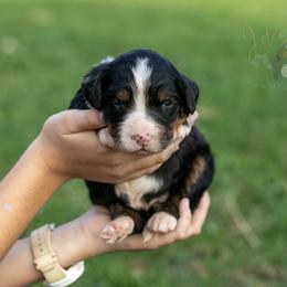 Ashley Standard Bernedoodle - Tri-color female Bernedoodle puppy in Eureka, Illinois from Joley Aire Family Dogs