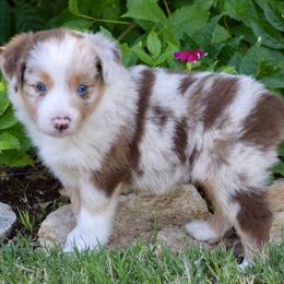 Happy - Red merle female Miniature Australian Shepherd puppy in Evant, Texas from Lazy VT Bar Ranch