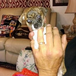 Chihuahua Puppies from Ay Chihuahua's