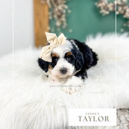 T a y l o r - Tri-color female Bernedoodle puppy in Cedar City, Utah from Cedar Doodles- Home of the Teddybear Goldendoodle