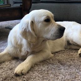 Goddess - Golden Retriever