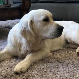 Goddess - Golden Retriever
