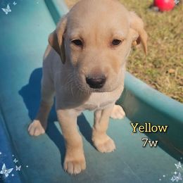 Yellow - Yellow female Labrador Retriever puppy in Elloree, South Carolina from Moonlight Kennels LLC