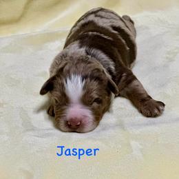 Jasper - Red merle male Aussiedoodle puppy in Charlestown, Indiana from Forever Aussies and A Doodle