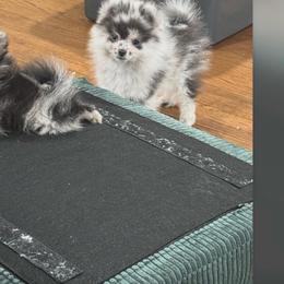 Daisy - Blue merle female Pomeranian puppy in El Sobrante, California from Little Lovers Kennels, LLC