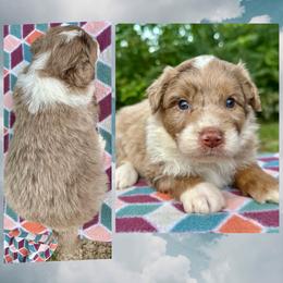 Boy 2 - Brown merle male Aussiedoodle puppy in Hillsboro, Illinois from Perfect Paws Puppies