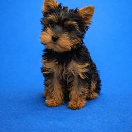 Theo neon green collar - Black and tan male Yorkshire Terrier puppy in Selden, New York from Alisha's Yorkshire Terriers