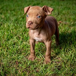 Runtie - Brown female American Bully puppy in El Dorado, Arkansas from KO Dynasty Kennels