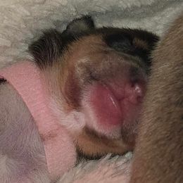 Girl 2 - female Collie puppy in Amherst, Virginia from Clearvu Kennels