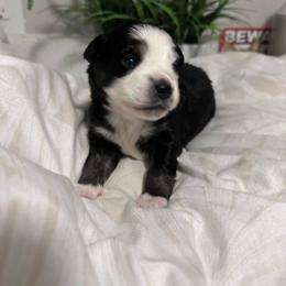 TBD - Black tri female Miniature Australian Shepherd puppy in Town 'N' Country, Florida from House of Miniature Aussies
