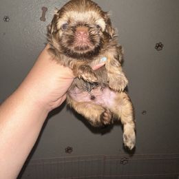 Melon - Liver male Shih Tzu puppy in Madera Acres, California from California Shih Tzu’s
