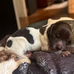 Olive - Liver and white female German Shorthaired Pointer puppy in Georgia from CMC Farms