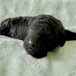 Boy 5 - male Poodle puppy in Screven, Georgia from Dreamland Standard Poodles