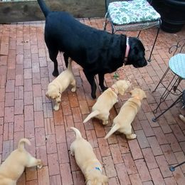 Labrador Retriever Puppies from Rocky Point Labradors
