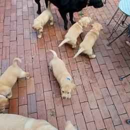 Labrador Retriever Puppies from Rocky Point Labradors
