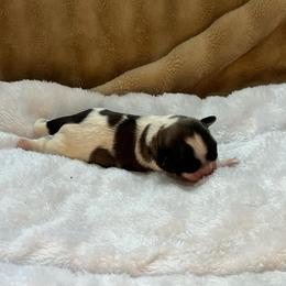 Sophie - Tricolor female Shih Tzu puppy in Reading, Michigan from You Little Shih-tzu’s 😊