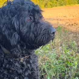 Cockapoo and Goldendoodle All Grown Up from Meghan McKay