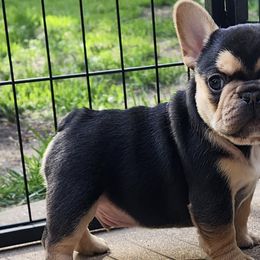 French Bulldogs from Forever Frenchies