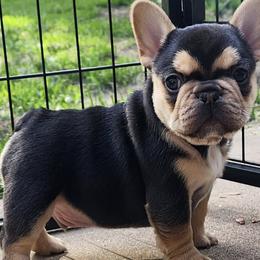 French Bulldogs from Forever Frenchies