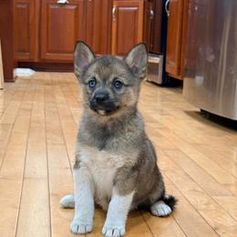 Flora - Wolf sable female Pomsky puppy in Doon, Iowa from Luxury Pomsky